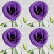 519640-eustoma-exaltum-ssp-russelianum-mariachi-blue-f1