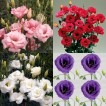 519650-eustoma-exaltum-ssp-russelianum-collectie-double-mix