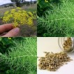519900-foeniculum-vulgare