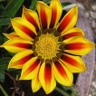 522230-gazania-rigens-daybreak-red-stripe-f1