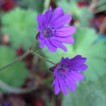 522290-geranium-bohemicum