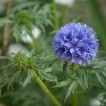 522500-gilia-capitata