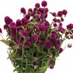 522810-gomphrena-globosa-purple