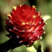 522900-gomphrena-haageana-strawberry-fields