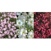 523200-gypsophila-elegans-mixed