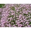 523250-gypsophila-elegans-rosa