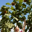 523860-helianthus-annuus-american-giant