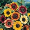 523900-helianthus-annuus-autumn-beauty-herfstschoonheid
