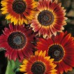 524000-helianthus-annuus-avondzon-evening-sun