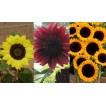 524010-helianthus-annuus-black-centred-cutting-mix