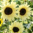 524014-helianthus-annuus-buttercream-f1-pro-cut-white-nite