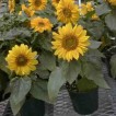 524031-helianthus-annuus-topolino