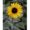 524080-helianthus-argophyllus-gold-silver