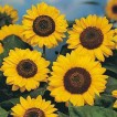524100-helianthus-annuus-domino