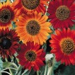 524150-helianthus-annuus-earth-walker