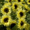 524200-helianthus-annuus-garden-statement