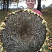 524220-helianthus-annuus-giant-disk