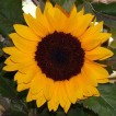 524250-helianthus-annuus-jua-maya-f1
