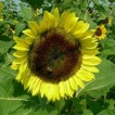 524340-helianthus-annuus-moonshine