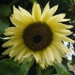 524350-helianthus-annuus-moonwalker