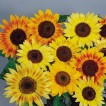 524400-helianthus-annuus-music-box-distinto-mix