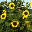 524407-helianthus-annuus-op-zwart-zaad-vertakt