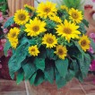 524410-helianthus-annuus-pacino-gold
