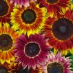 524420-helianthus-annuus-harlequin-f1