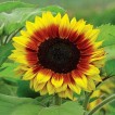 524477-helianthus-annuus-solar-power-f1