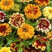 561500-zinnia-haageana-persian-carpet