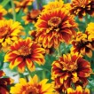561515-zinnia-haageana-old-mexico