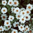 561520-zinnia-linearis-crystal-white-tropic-snow