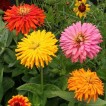 561570-zinnia-elegans-chrysantbloemige-reuzen-super-cactus-mixed