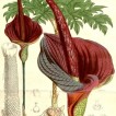 701885-amorphophallus-konjac