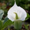 702301-arisaema-candidissimum-white-flowered