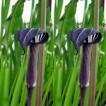 702315-arisaema-concinnum
