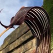 702316-arisaema-costatum