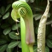 702320-arisaema-galeatum