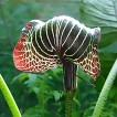 702330-arisaema-griffithii-pradhanii