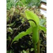 702334-arisaema-intermedium
