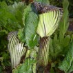702340-arisaema-propinquum