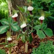 702348-arisaema-sikokianum