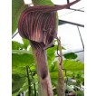 702350-arisaema-speciosum