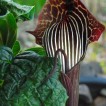 702355-arisaema-utile