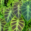705460-colocasia-affinis-jenningsii