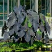 705475-colocasia-esculenta-black-magic