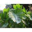 705480-colocasia-esculenta-green-leaved