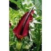 718000-dracunculus-vulgaris