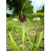 725320-pinellia-ternata-atropurpurea