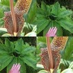 725790-sauromatum-nubicum